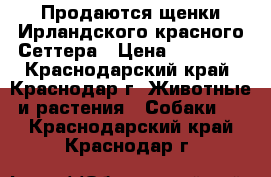 Продаются щенки Ирландского красного Сеттера › Цена ­ 15 000 - Краснодарский край, Краснодар г. Животные и растения » Собаки   . Краснодарский край,Краснодар г.